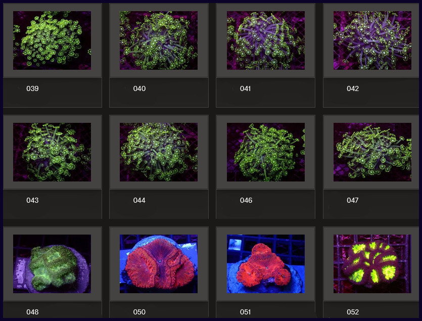 Kupang Corals