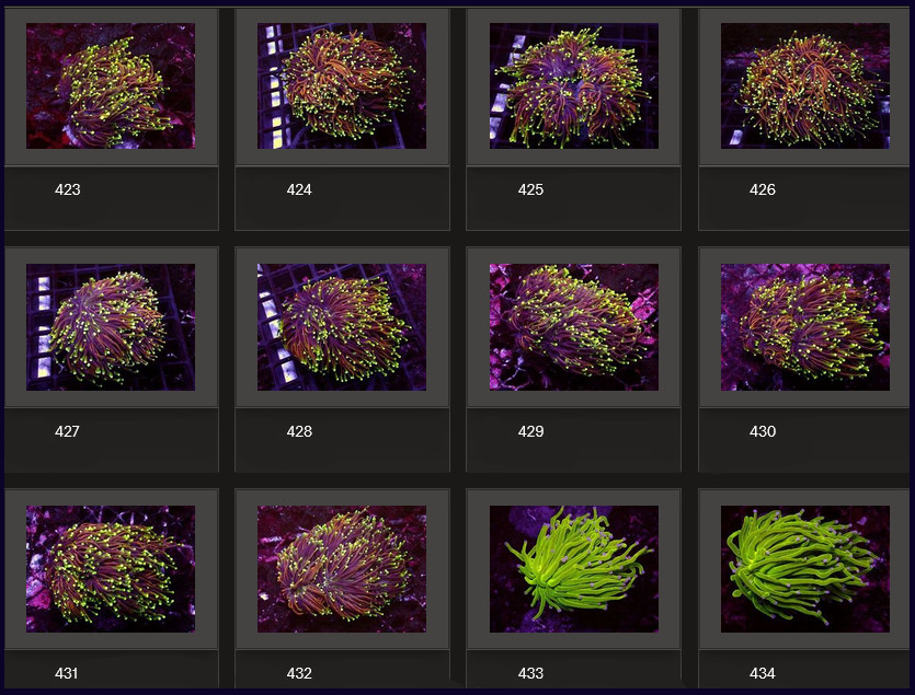 Kupang Corals