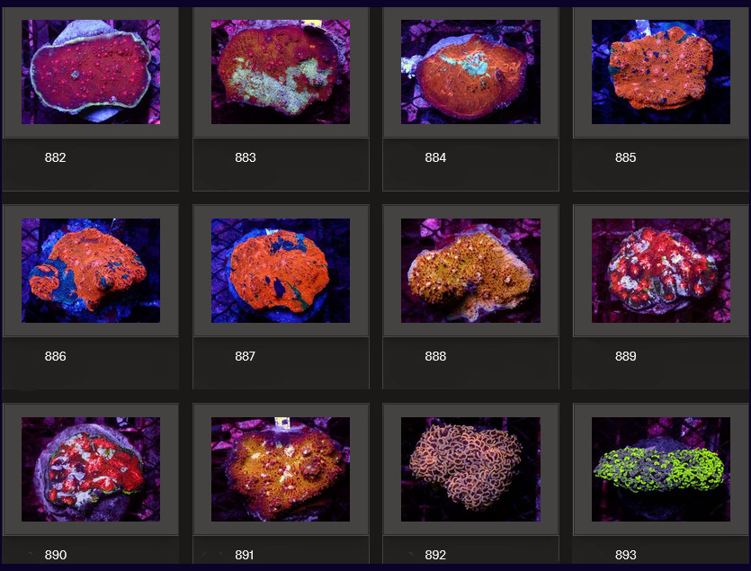 Kupang Corals