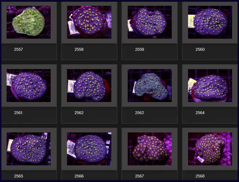 Kupang Corals
