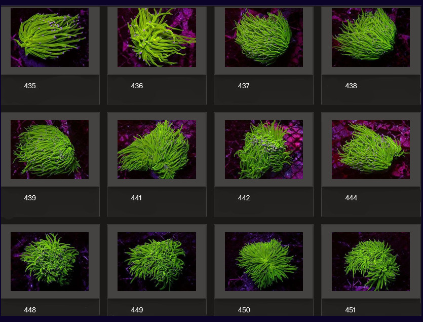 Kupang Corals