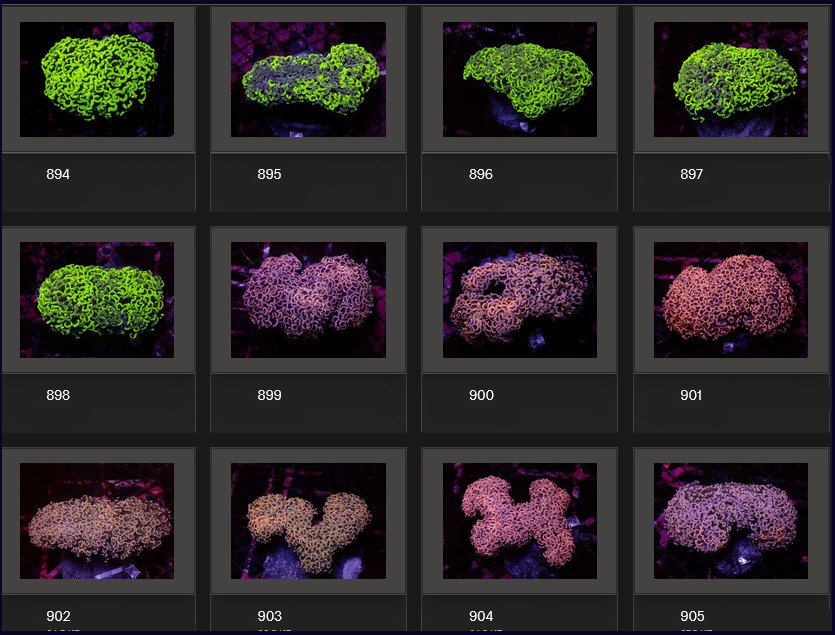 Kupang Corals
