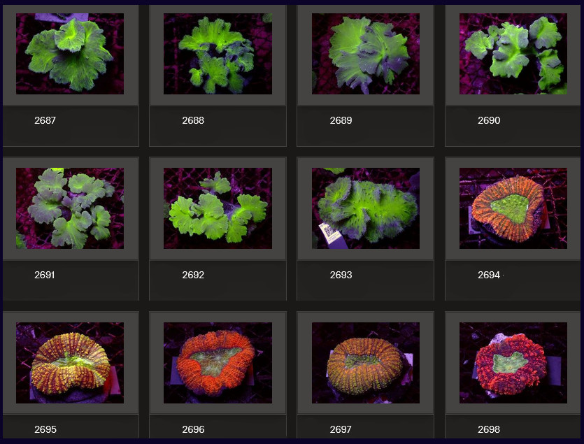 Kupang Corals