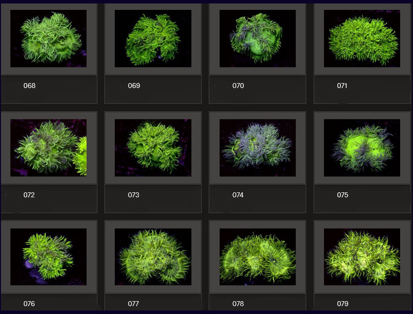Kupang Corals