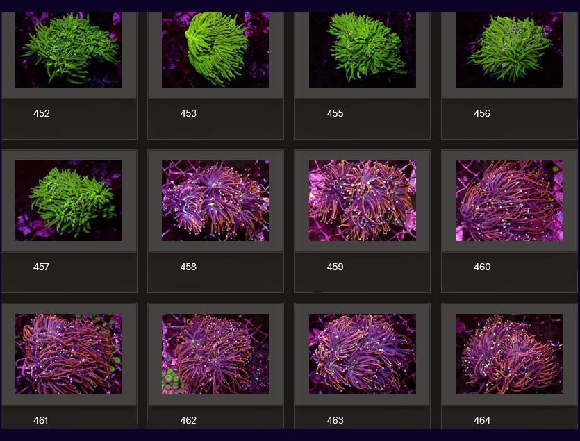 Kupang Corals