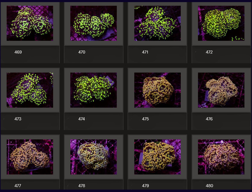 Kupang Corals