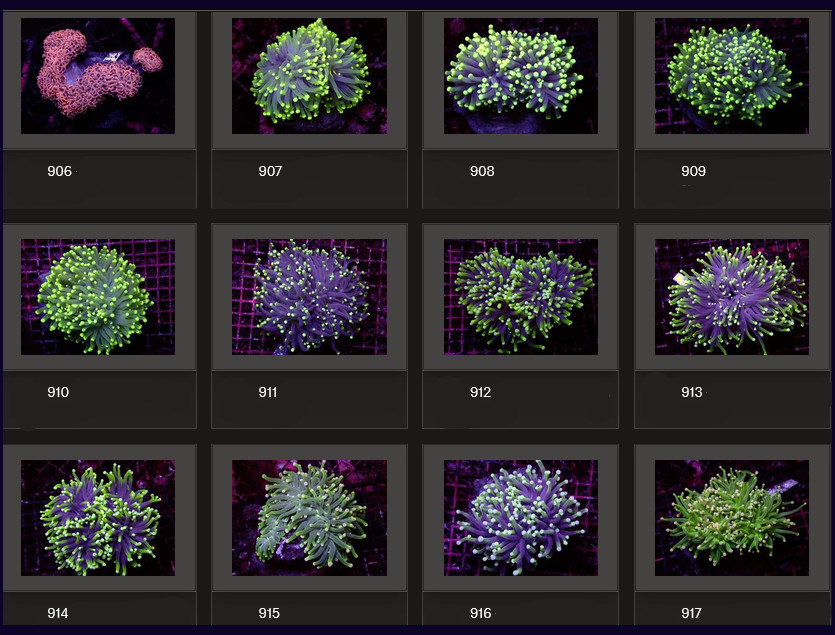 Kupang Corals