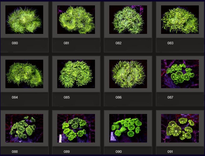 Kupang Corals