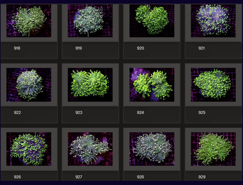 Kupang Corals