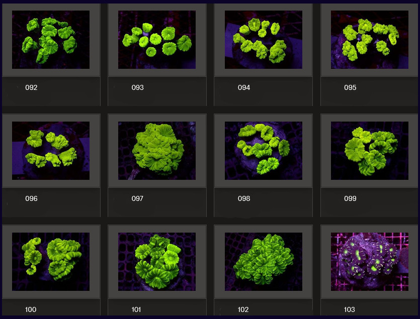Kupang Corals