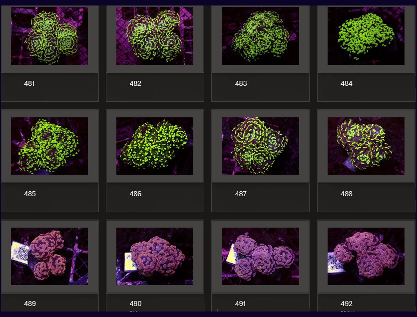 Kupang Corals