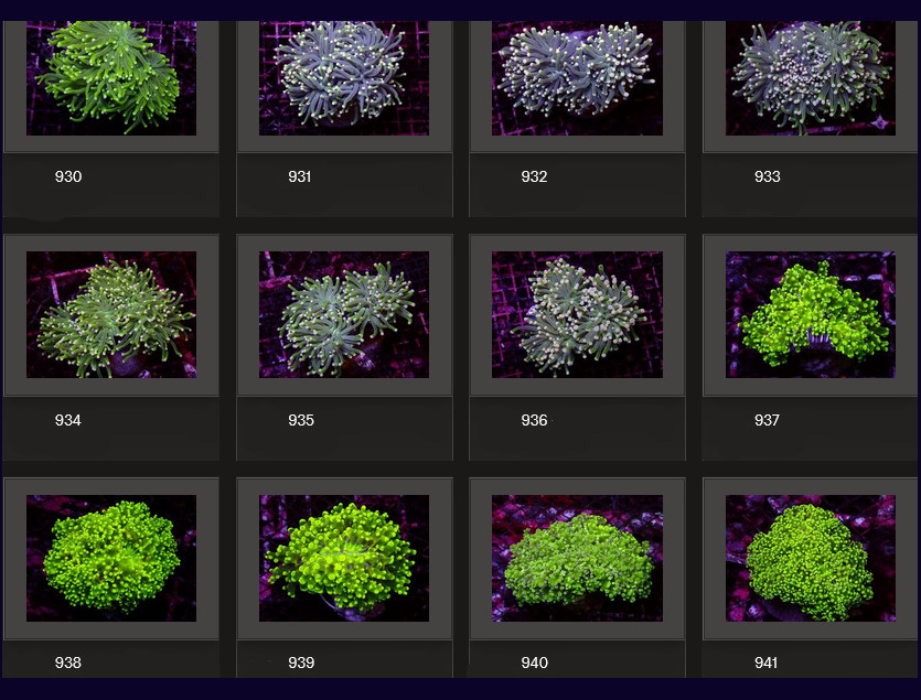 Kupang Corals