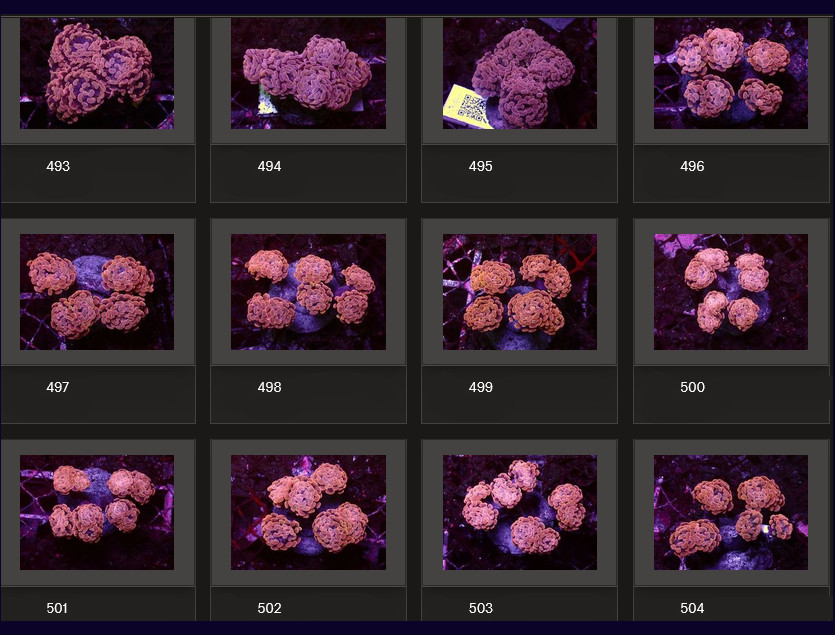 Kupang Corals