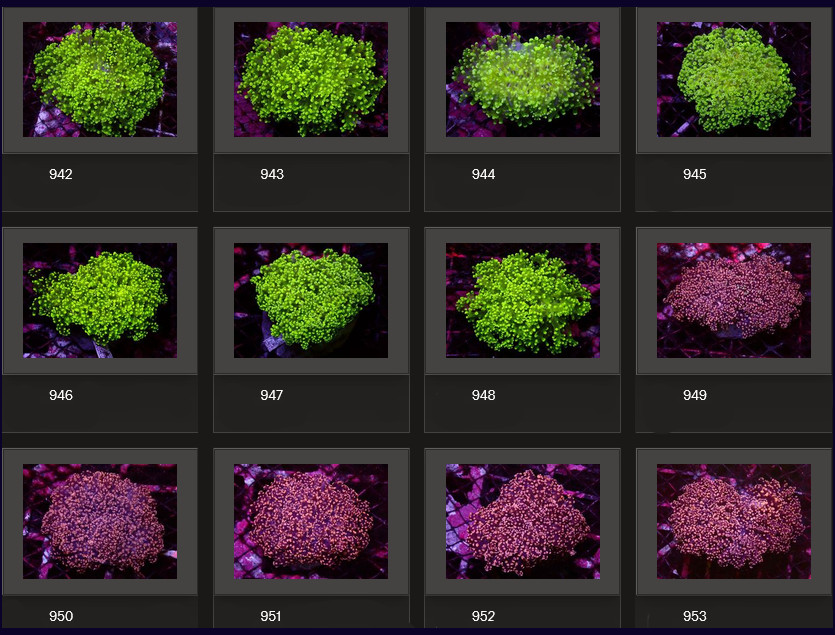 Kupang Corals