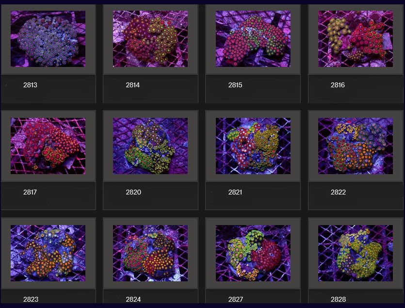 Kupang Corals