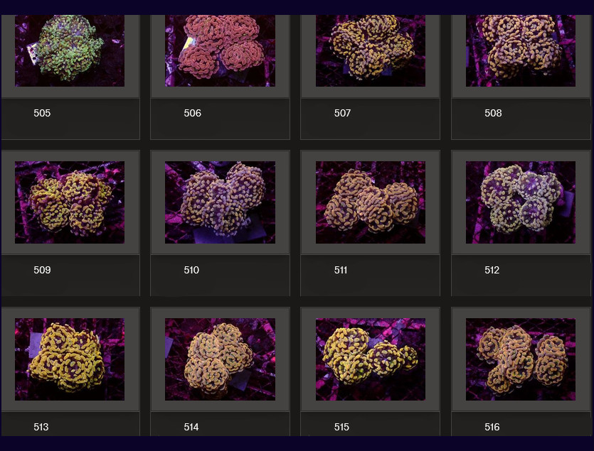 Kupang Corals