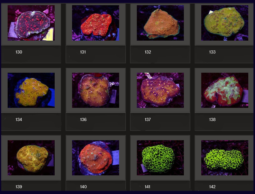 Kupang Corals