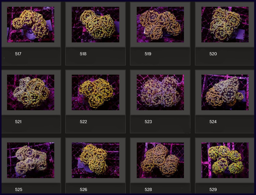 Kupang Corals