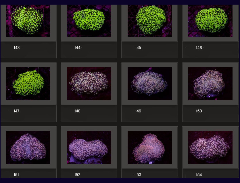 Kupang Corals