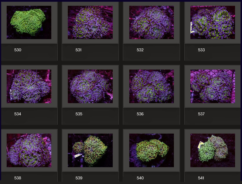 Kupang Corals