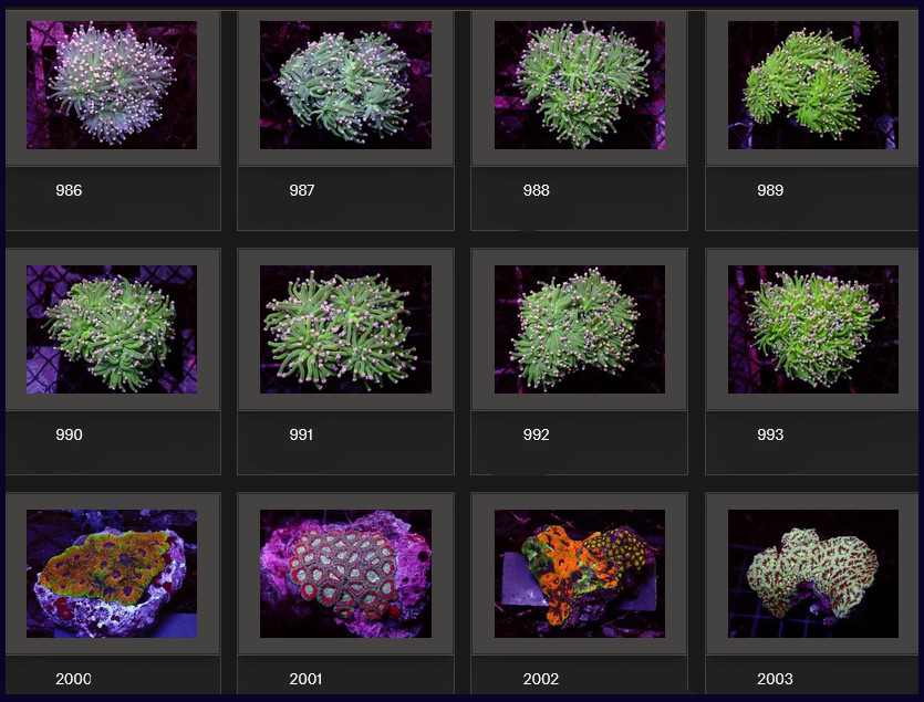 Kupang Corals