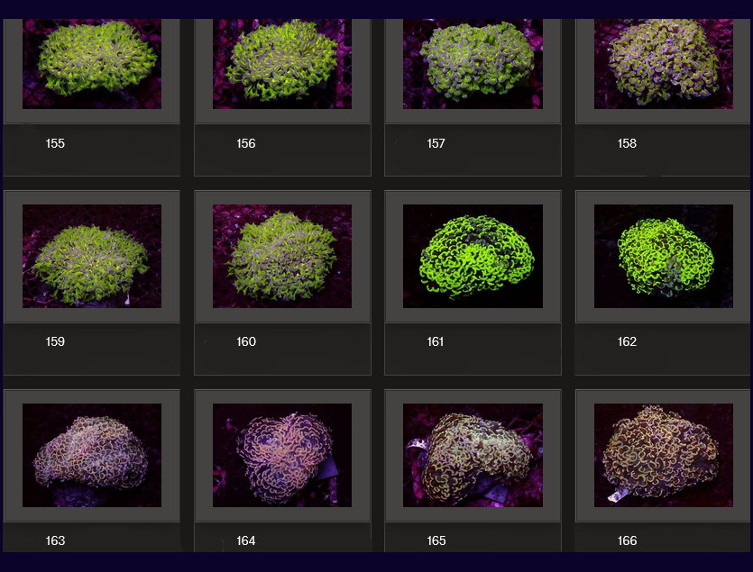 Kupang Corals