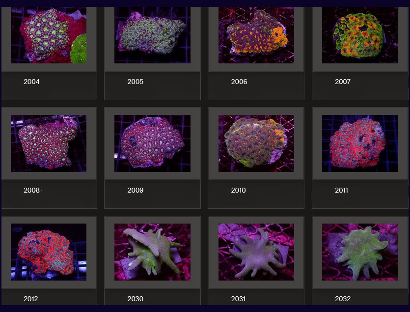 Kupang Corals