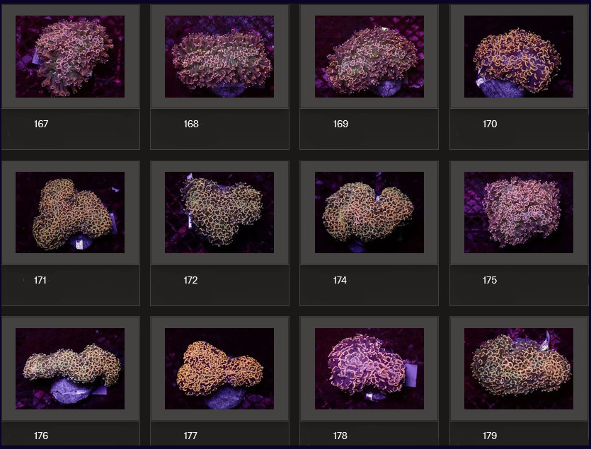 Kupang Corals