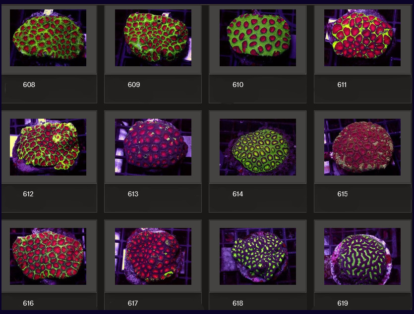 Kupang Corals