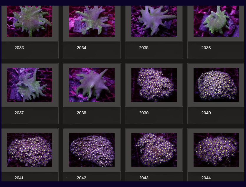 Kupang Corals