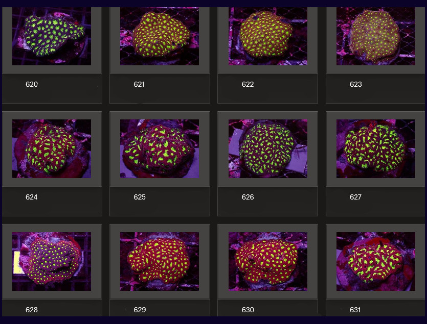 Kupang Corals