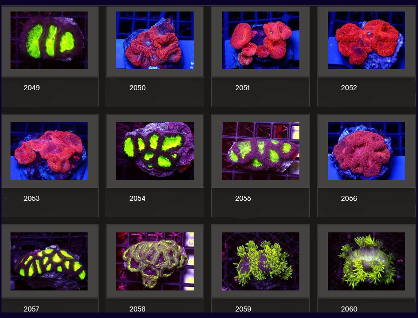 Kupang Corals