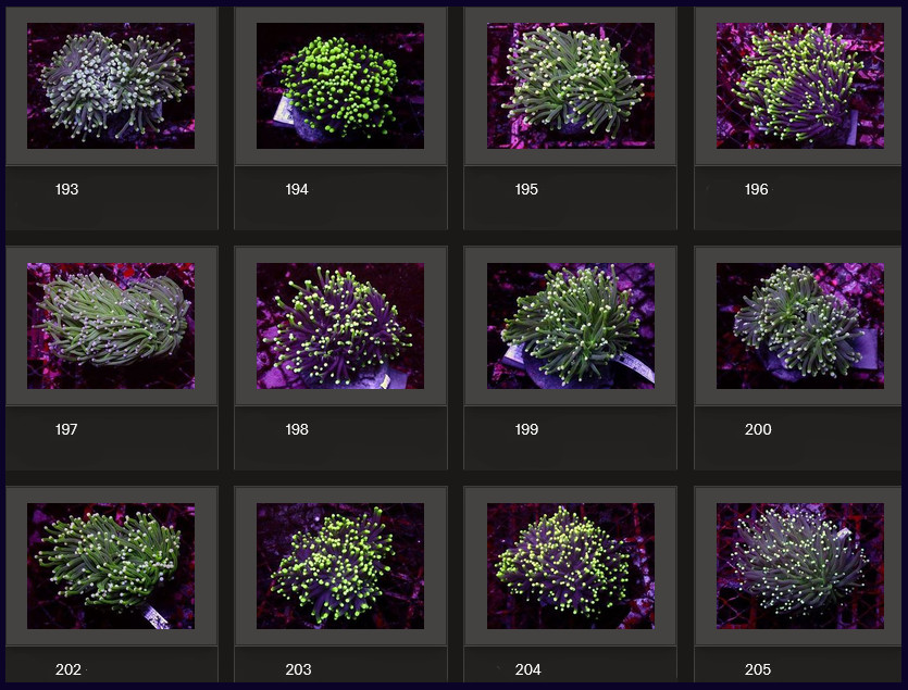Kupang Corals