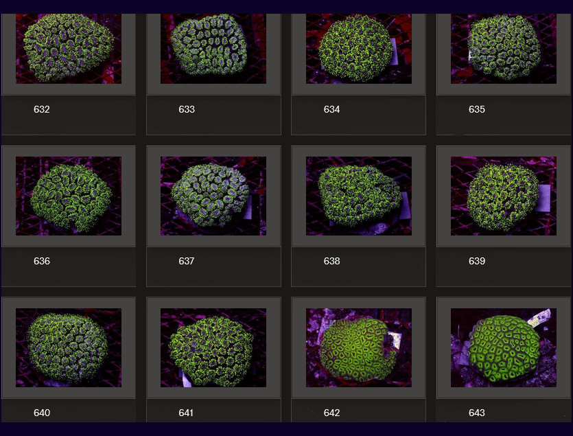 Kupang Corals