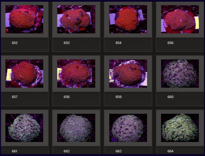 Kupang Corals
