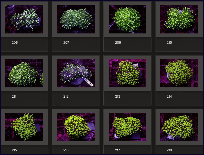 Kupang Corals