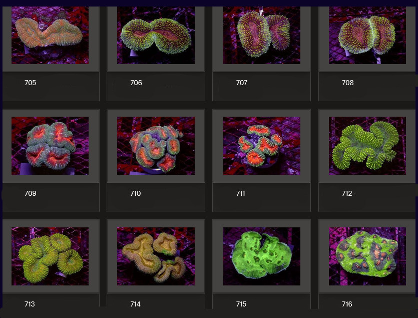 Kupang Corals
