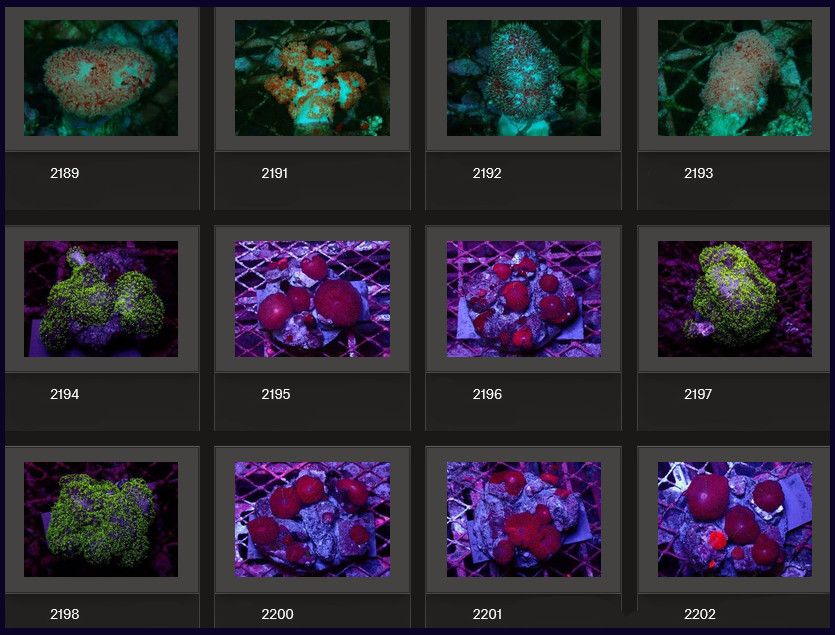 Kupang Corals