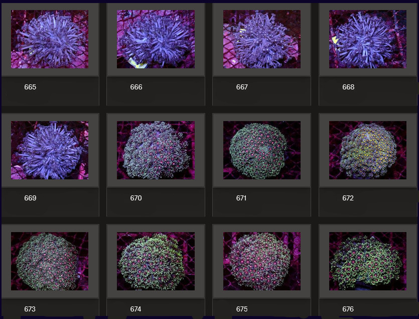 Kupang Corals