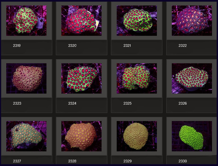 Kupang Corals