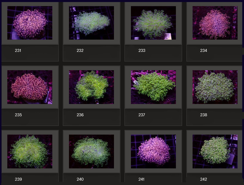 Kupang Corals