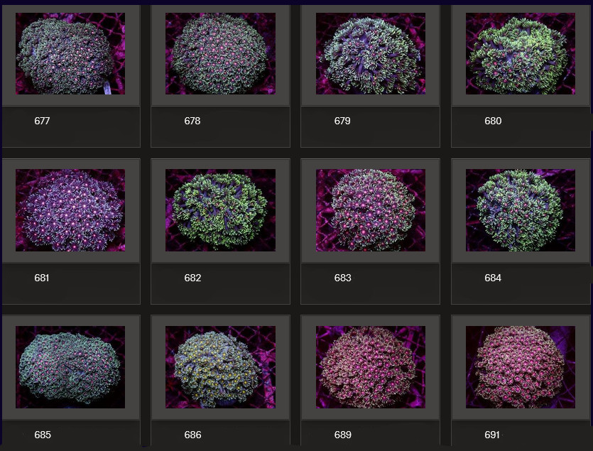 Kupang Corals