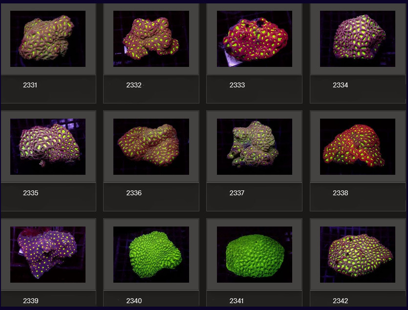 Kupang Corals