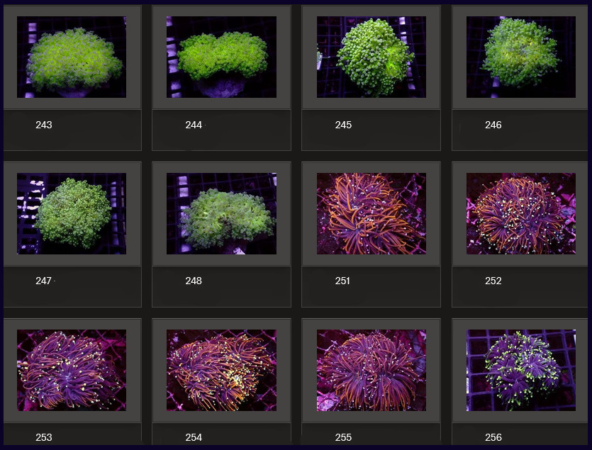 Kupang Corals