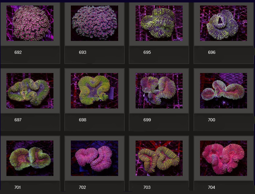 Kupang Corals