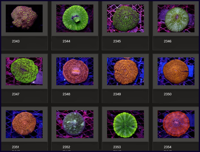 Kupang Corals
