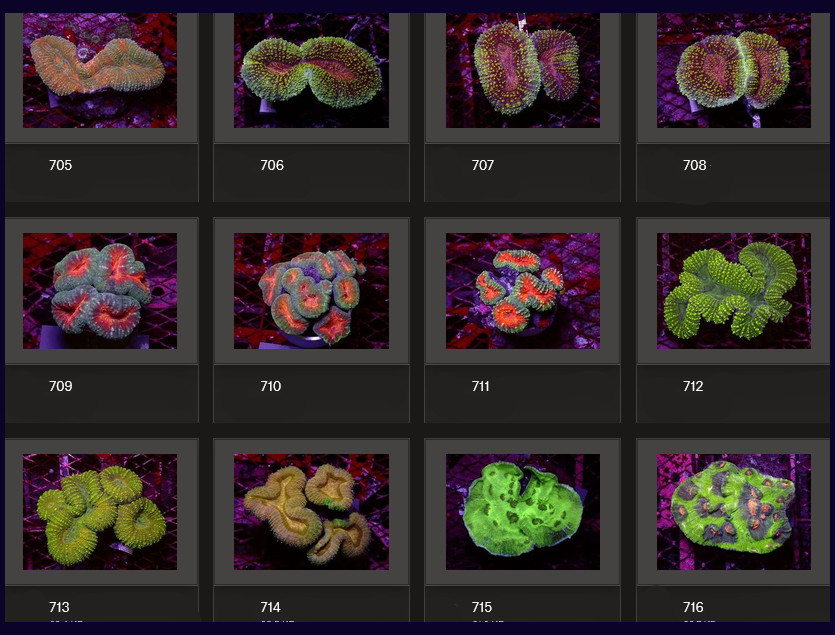 Kupang Corals