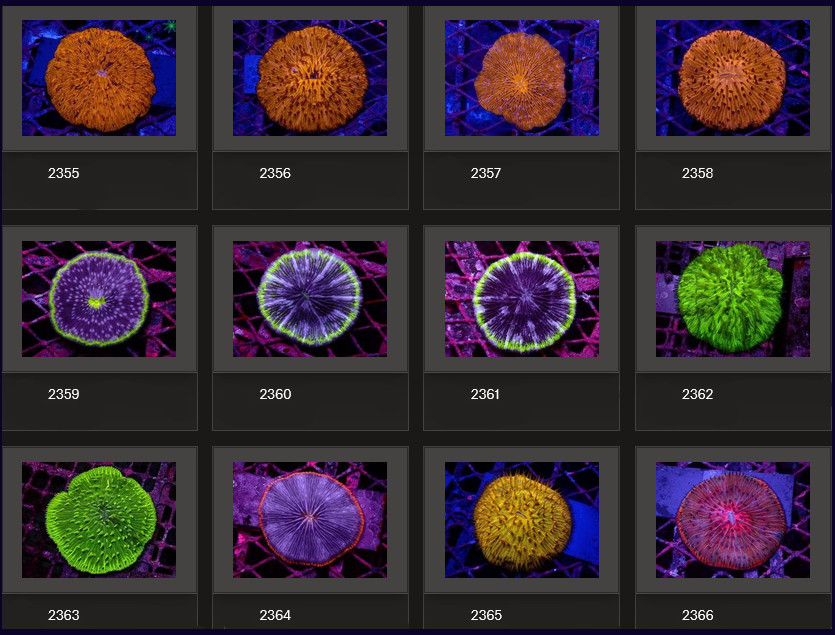 Kupang Corals