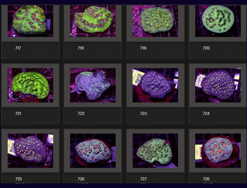 Kupang Corals