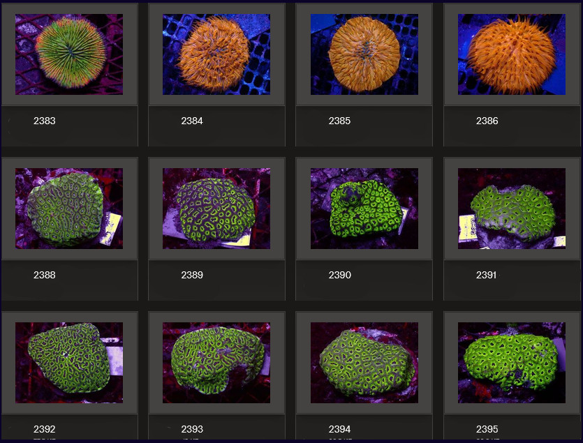 Kupang Corals